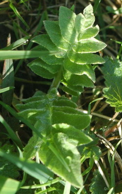 Левзея сафлоровидная (Rhaponticum carthamocides)